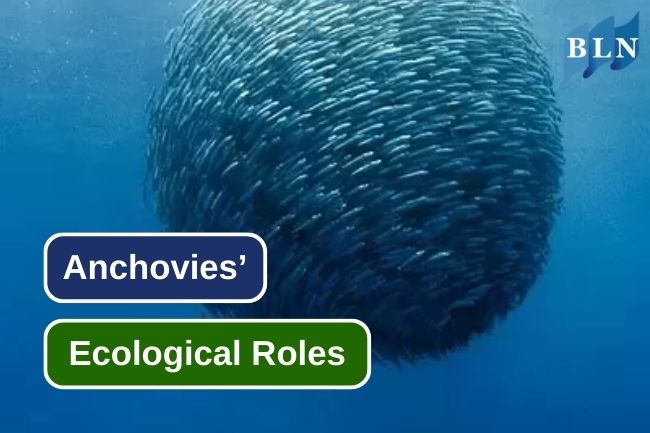 Anchovies’ Ecological Role to Protect Marine Ecosystems